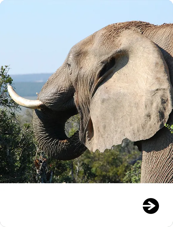 Zimbabwe hunting landscape