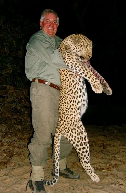 Trophy leopard from Zimbabwe safari