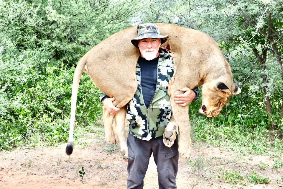 Trophy lion hunt Zimbabwe